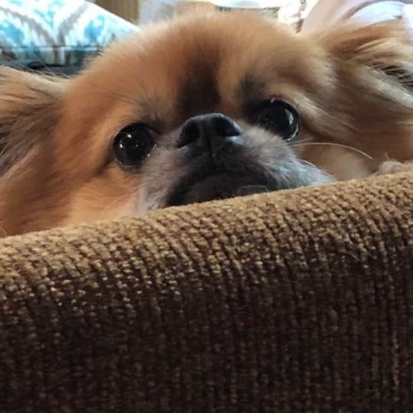 Meet your Posher, Cindy - Picture 1 of 1